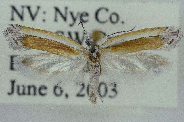 Imagem de <i>Ypsolopha delicatella</i>