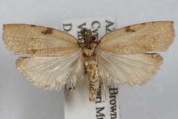 Image of Amorbia synneurana Barnes & Busck 1920