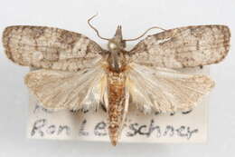 Image of <i>Cenopis cana</i>