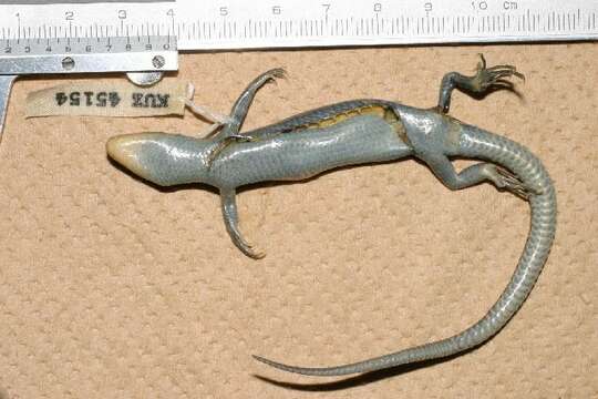 Image of Plestiodon finitimus Okamoto & Hikida 2012