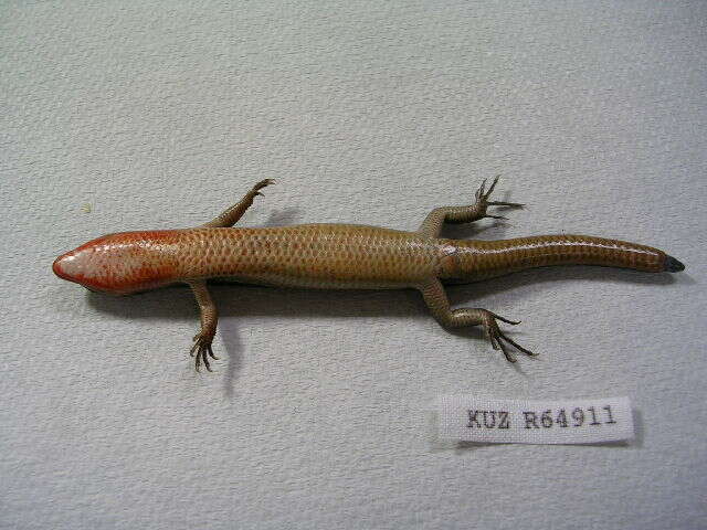 Image of Plestiodon finitimus Okamoto & Hikida 2012