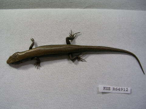 Image of Plestiodon finitimus Okamoto & Hikida 2012