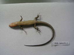 Image of Plestiodon finitimus Okamoto & Hikida 2012