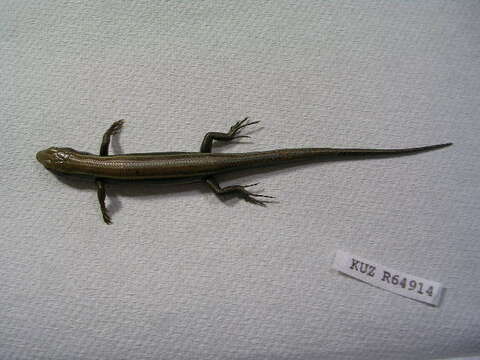 Image of Plestiodon finitimus Okamoto & Hikida 2012