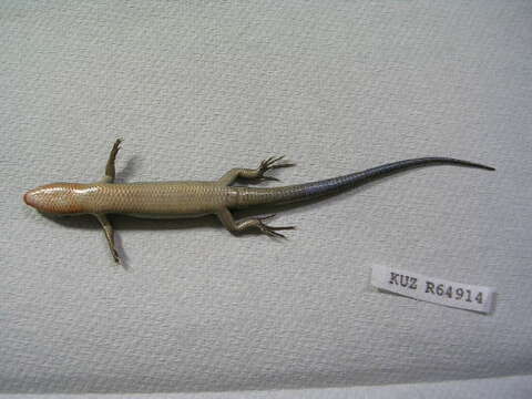 Image of Plestiodon finitimus Okamoto & Hikida 2012