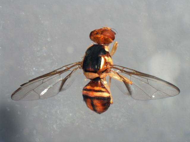 Image of <i>Bactrocera endriandrae</i>