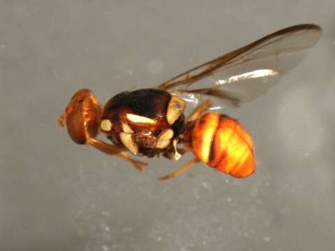 Image of Bactrocera musae (Tryon 1927)