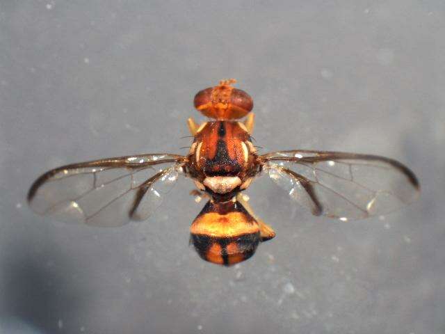 Слика од Bactrocera cacuminata (Hering 1941)