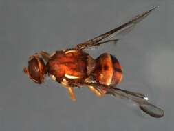 Image of Bactrocera mayi (Hardy 1951)