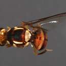 Sivun Bactrocera opiliae (Drew & Hardy 1981) kuva