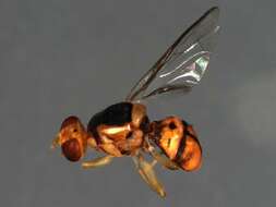 Слика од Bactrocera opiliae (Drew & Hardy 1981)