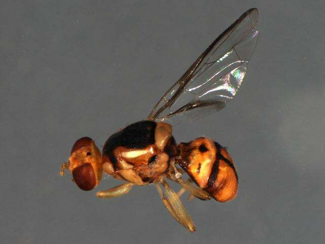 Слика од Bactrocera opiliae (Drew & Hardy 1981)