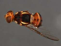 Слика од Bactrocera opiliae (Drew & Hardy 1981)