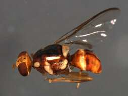 Слика од Bactrocera opiliae (Drew & Hardy 1981)