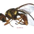 Bactrocera melanothoracica Drew 1989 resmi