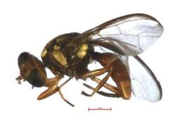 Bactrocera melanothoracica Drew 1989 resmi