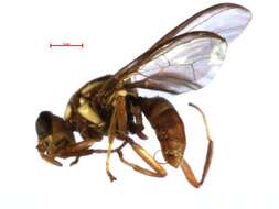 Bactrocera melanothoracica Drew 1989 resmi