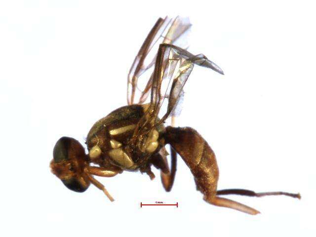 Bactrocera melanothoracica Drew 1989 resmi