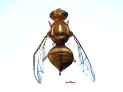 Image of Bactrocera cucumis (French 1907)