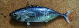 Image of Bigeye Tuna