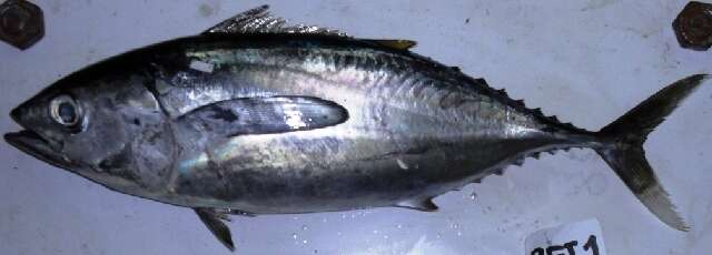 Image of Bigeye Tuna