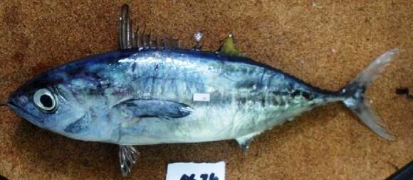Image of Bigeye Tuna