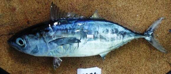 Imagem de Thunnus obesus (Lowe 1839)