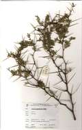 Image of Vachellia haematoxylon (Willd.) Seigler & Ebinger