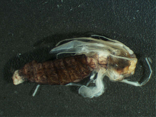 Image of Hydrobiosidae