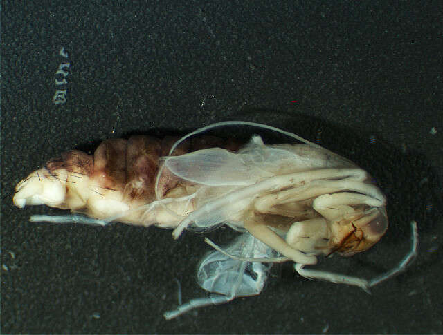 Image of Hydrobiosidae