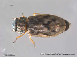 Image of Helophoridae