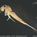 Image of Parameletus
