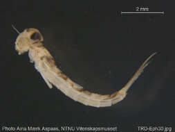 Image of cleftfooted minnow mayflies