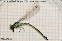 Image of Coenagrion Kirby 1890