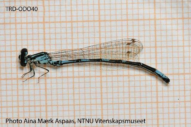 Image of Coenagrion Kirby 1890