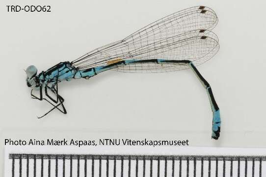 Image de Agrion