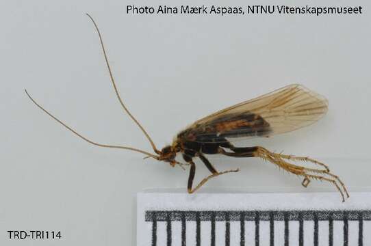 Limnephilus femoratus (Zetterstedt 1840) resmi