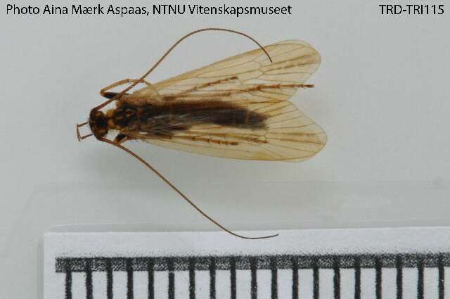 Limnephilus femoratus (Zetterstedt 1840) resmi