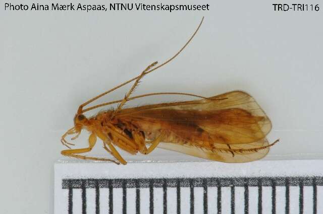 Limnephilus germanus McLachlan 1875 resmi