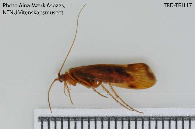 Limnephilus germanus McLachlan 1875 resmi