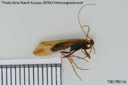 Limnephilus femoratus (Zetterstedt 1840) resmi