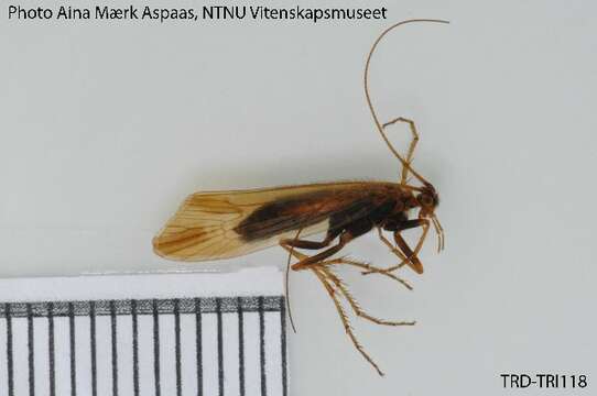 Limnephilus femoratus (Zetterstedt 1840) resmi