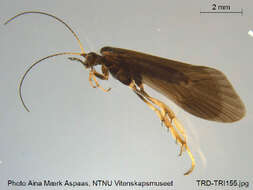 Image of Glossosoma (Synafophora) nylanderi McLachlan 1879
