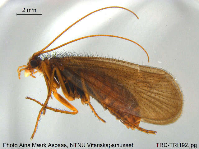 Image of Annitella (Praeannitella) obscurata (McLachlan 1876)