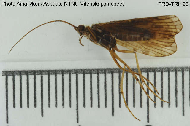 Image of Agrypnia obsoleta (Hagen 1864)