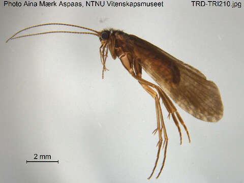 صورة Polycentropus flavomaculatus (Pictet 1834)