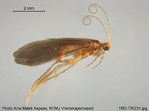 Image of Psychomyia pusilla (Fabricius 1781)