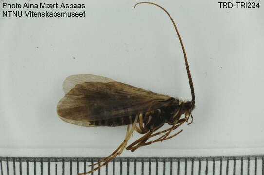 Phryganea (Phryganea) bipunctata Retzius 1783 resmi