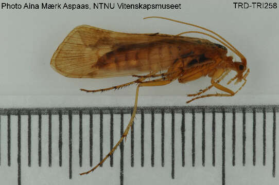 Image of Limnephilus flavicornis (Fabricius 1787)