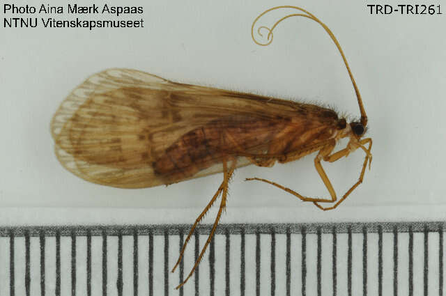 Image of Halesus radiatus (Curtis 1834)